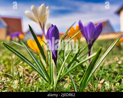 Ein wunderschöner violetter, weißer und gelber Krokusse in der Sonne im frühen Frühjahr Stockfoto