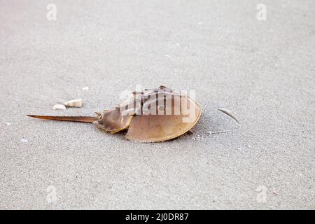 Die Atlantische Horseshoe-Krabbe Limulus polyphemus wandert entlang des weißen Sandes Stockfoto