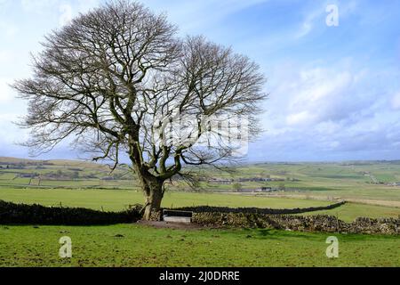 In einer offenen Landschaft von Derbyshire ragt ein einteiliger Baum hervor, der von traditionellen Kalksteinwänden durchzogen wird. Stockfoto