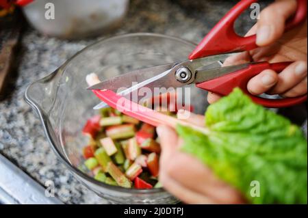 Frisch geerntete, organische Rhabarber Stiele mit Küchenschere schneiden und für Rezept in eine Glasschüssel auf der Theke geben, Browntown, Wisconsin, USA Stockfoto