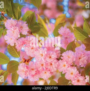 Kirschblüte. Zweige blühendes Aprikosen-Makro mit sanftem Fokus auf Himmelshintergrund. Sacura-Kirschbaum. Gänseblümchen, blühende Gänseblümchen blüht ein Stockfoto