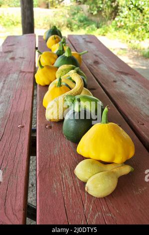 Reihen Sie frisch geerntete, biologisch angebaute Sommerkürbis-Lockenhals, Patty Pan und acht Ballsorten auf dem Picknicktisch im Freien, Browntown, WI, USA Stockfoto