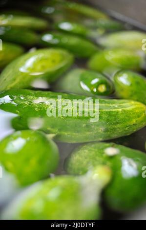 Frisch geerntete Bio-Gurken, die in einer Küchenspüle gewaschen werden, um hausgemachte geröstete Gurken zu machen, Browntown, Wisconsin, USA Stockfoto