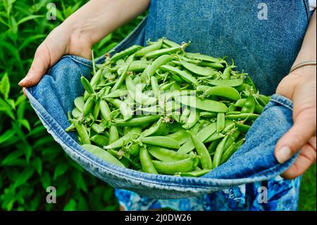 Frau aus dem mittleren Alter, die als Gärtnerin mit Schürze frisch geerntete Zuckererbsen aus Zuckerwannenzucker trägt, im Garten von Browntown, Wisconsin, USA Stockfoto