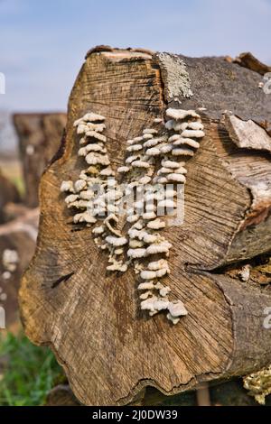 Eine Gemeinde von Schizophyllum, bekannt als Gillies oder Split Kiemen, fotografiert im März in Deutschland Stockfoto