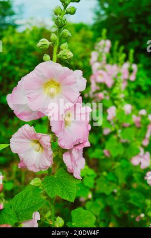 Farbenfrohe, hohe rosa Hollyhocks (Alcea rosea), die im Bio-Garten wachsen und im Sommer in voller Blüte stehen, Browntown, Wisconsin, USA Stockfoto