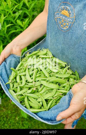 Frau aus dem mittleren Alter, die als Gärtnerin mit Schürze frisch geerntete Zuckererbsen aus Zuckerwannenzucker trägt, im Garten von Browntown, Wisconsin, USA Stockfoto