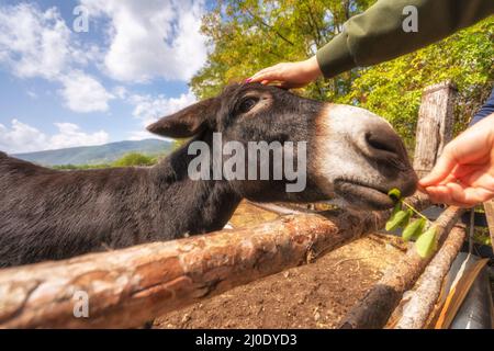 Nahaufnahme Donkey Face Portrait in Albanien Stockfoto