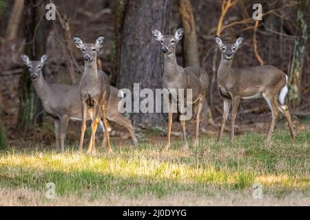 Familie von Weißschwanzhirschen entlang der Wälder, die an den Lake Lanier und den Chattahoochee River im Don Carter State Park in Gainesville, Georgia, Grenzen. Stockfoto