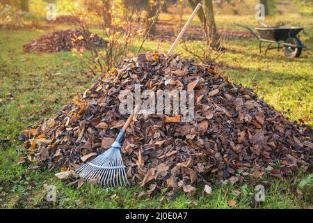 Haufen von Herbstlaub mit Ventilator Rechen auf Rasen Stockfoto