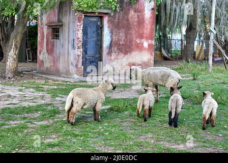 Schafe und Lämmer weiden auf einem Bauernhof mit einem alten Bauernhaus im Hintergrund. Horizontal Stockfoto