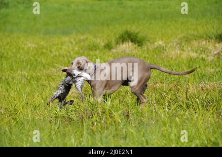 Weimaraner holt Kaninchen Stockfoto