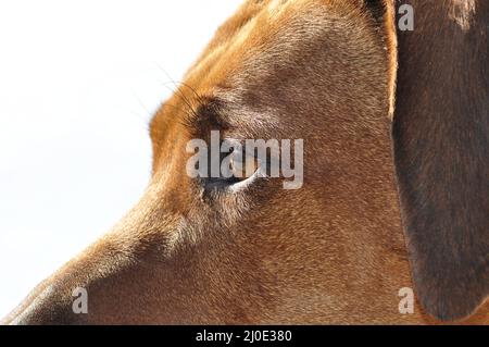 Rhodesian Ridgeback - Gesicht Stockfoto