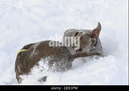 Jagdhunde, die im Schnee spielen Stockfoto