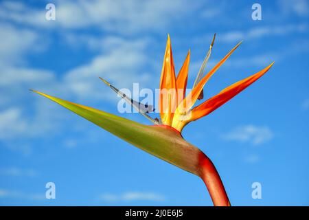 Paradiesvogel (Strelitzia) Blume am See, Sun City Resort, Pilanesberg, Nordwestprovinz, Republik Südafrika Stockfoto
