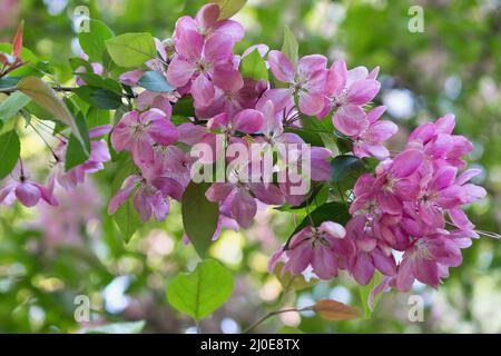 Apfelbaum Zweig mit rosa Blüten Nahaufnahme Stockfoto