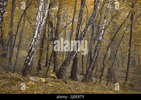 Landschaft Herbst Birkenhain in gelben Tönen Stockfoto