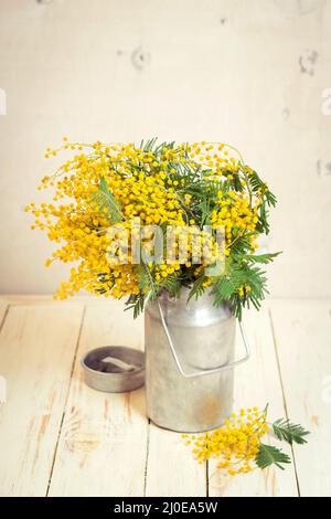 Mimosa Blumen in einem vintage Metall Milch kann Stockfoto