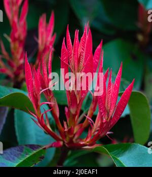 Pieris japonica Flaming Silber immergrüner Strauch mit violett-rosa Laub im Rock Park gewachsen. Stockfoto