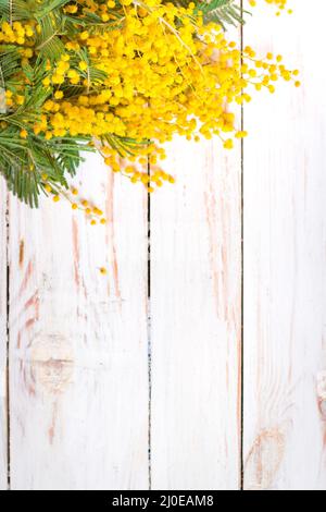 Mimosa Blumen in einem vintage Metall Milch kann Hintergrund Stockfoto