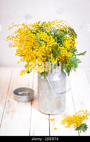 Mimosa Blumen in einem vintage Metall Milch kann Stockfoto