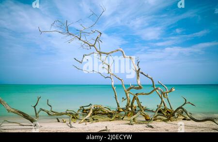 Cayo Jutia ist ein Strand im westlichen Teil Kubas mit erstaunlich klarem Wasser. Stockfoto