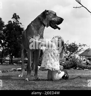 Die große Dänin namens Hermie ist ein großer Hund und wird oft von der drei Jahre alten Emma Rich zu Spaziergängen gebracht. 6.. Juli 1980 Stockfoto