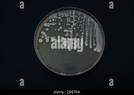 Foto des Wachstums von Bakterienkolonien auf Nähragar Stockfoto