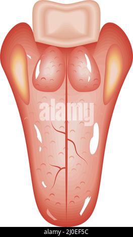 Zunge menschliches Organ Stock Vektor