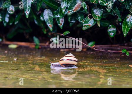 Gartenschnecke, die im Regen auf einem Dielenboden mit nassen Pflanzen im Hintergrund in einem Garten in Matsue, Japan, driftet Stockfoto