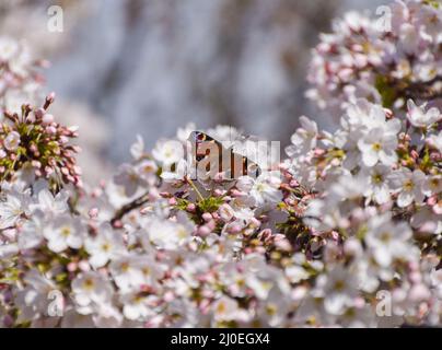 London, Großbritannien. 18.. März 2022. Ein Pfauenschmetterling auf einem Kirschblütenbaum. Kredit: Vuk Valcic/Alamy Live Nachrichten Stockfoto