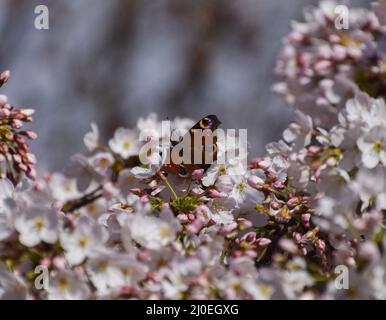 London, Großbritannien. 18.. März 2022. Ein Pfauenschmetterling auf einem Kirschblütenbaum. Kredit: Vuk Valcic/Alamy Live Nachrichten Stockfoto