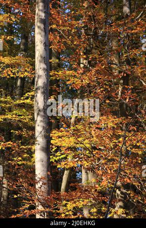 Herbstlichen Wald-detail Stockfoto