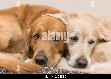 Blick auf zwei Hunde lügen - Golden Retriever Stockfoto