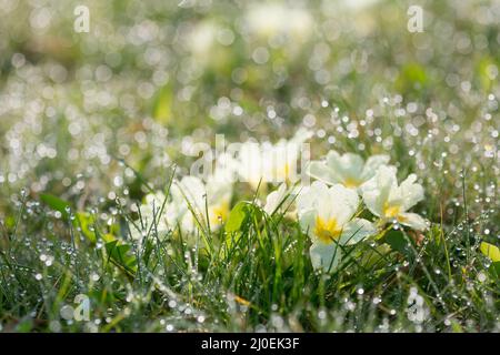 Wunderschöne Gartenblumen am Morgen bei Sonnenaufgang Stockfoto