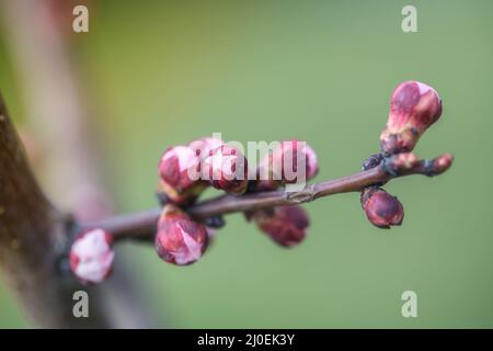 Die Blumen blühen auf dem Baum Aprikose im Frühling Stockfoto