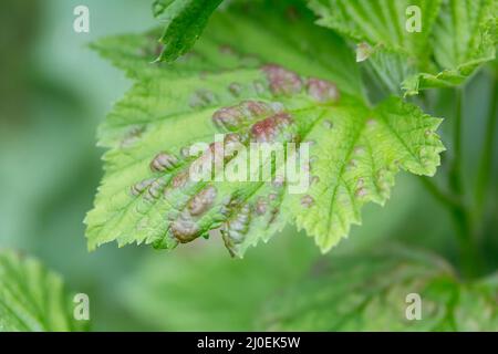 Beschädigte Blätter von Blattläusen Stockfoto