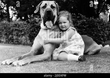 Die große Dänin namens Hermie ist ein großer Hund und wird oft von der drei Jahre alten Emma Rich zu Spaziergängen gebracht. 6.. Juli 1980 Stockfoto