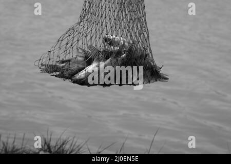 Schwarz und weiß von gejagten Fischen im Korb Stockfoto