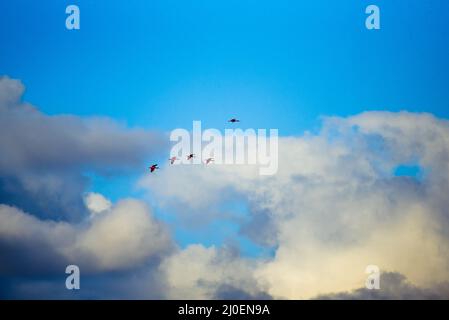 Vogelschwarm bewölkten blauen Himmel fliegen Stockfoto