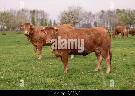 Braune Kühe grasen auf einem Feld in Frankreich Stockfoto