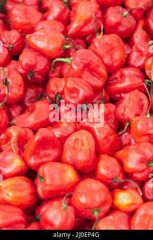 Frischer reifer roter Paprika über den ganzen verteilt Stockfoto