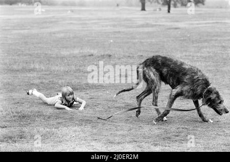 Die 5-jährige Billie Joe Hibberd aus Wood Green, London, scheint immer Probleme zu haben, wenn sie ihren Irish-Wolfhound 'Milligan' zu einem Spaziergang bringt. Sie sind im Hyde Park abgebildet. 12.. September 1979. Stockfoto