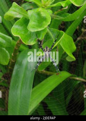 Hawaiian Garden Spider Argiope appensa auf einem Web auf Maui, Hawaii, in Hana Stockfoto