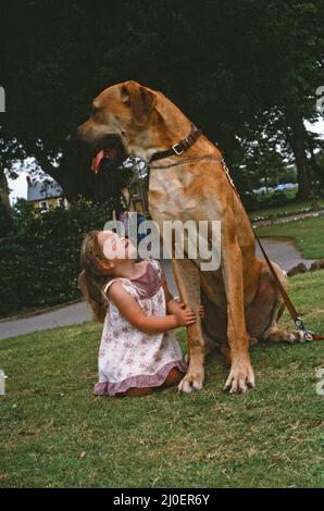 Hermie, die Dogge, wird mit seiner Freundin, der 3-jährigen Emma Rich in Bridgwater, Somerset, abgebildet. 6.. Juli 1980. Stockfoto