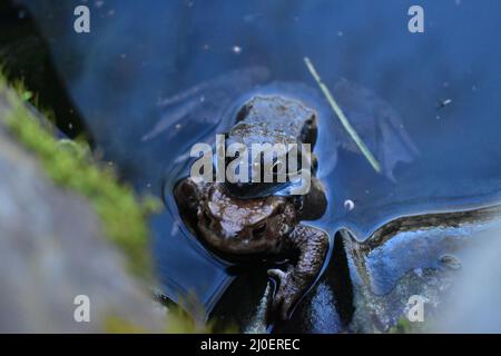 Grasfrosch, Grasfrösche, Frosch, Frösche, Frösche bei der Paarung