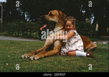 Hermie, die Dogge, wird mit seiner Freundin, der 3-jährigen Emma Rich in Bridgwater, Somerset, abgebildet. 6.. Juli 1980. Stockfoto