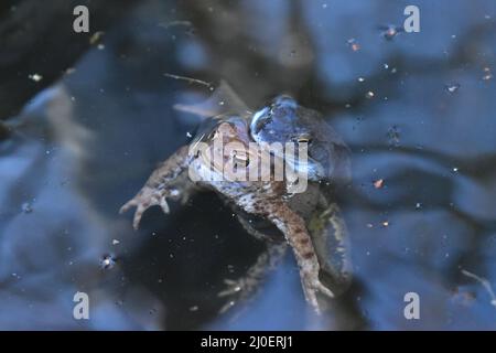 Grasfrosch, Grasfrösche, Frosch, Frösche, Frösche bei der Paarung