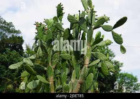 Opuntia cochenillifera (auch warme Hand, nopaler Kaktus genannt) mit einem natürlichen Hintergrund. Opuntia cochenillifera ist eine Kaktusart Stockfoto