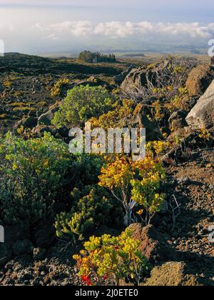 Tropische Vegetation wächst in der Nähe des Summit of Haleakala National Park auf Maui, Hawaii Stockfoto